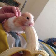 Gaixm