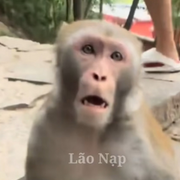 Truongphudu1