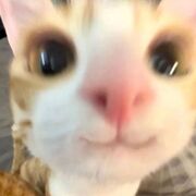 doclamgikobt
