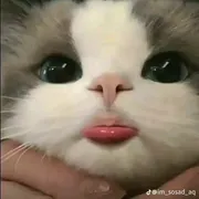 sonhihi7
