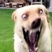 Ubhcjvib@
