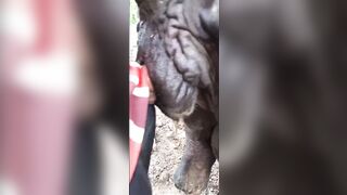 buffalow