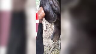 buffalow