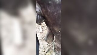 buffalow