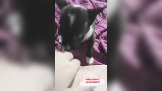 PHAN NGỌC DIỄM 9B VÀ MỘT CÁI LOLL KHÔNG LÔNG CHO CHÓ LIẾM