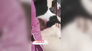 DIỄM 8A LOLL KHÔNG LÔNG NHƯNG DÂM TỪ NHỎ CÒN CHO CHÓ LIẾM LOLL