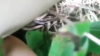 Rủ nhau chịch  bụi chuối (pé lầy)