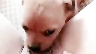 Em gái mới lớn ở nhà một mình nứng lồn quá bắt chó lại cho liếm lồn cho bớt ngứa lồn