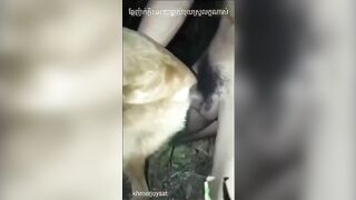Nắc lia lịa