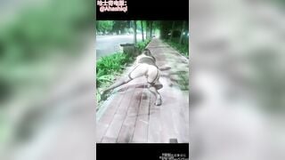 Chỉ có thể là Trung Quốc, khỏa thân đi mua hoa quả