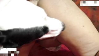 Dog sex