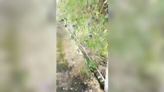 Lén lút với em ny ngoài vườn