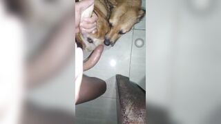 Cu dài đụ chó cái tơ