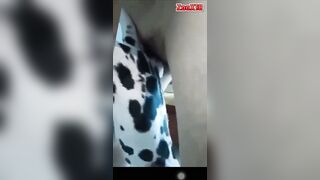 Trai bắc chịch chó đốm