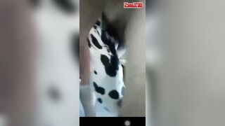 Trai bắc chịch chó đốm