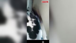 Trai bắc chịch chó đốm