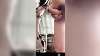 Lại clip chịch chó đốm