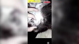 Cặc dài đỏ đầu chịch chó