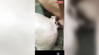 Chịch heo 2