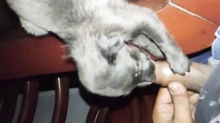 Cho chó bú sữa :)))
