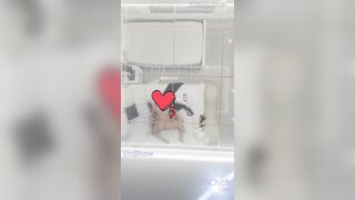 Tin lời thg a mở cửa phòng tắm bị nó địt từ wc đến phòng khách