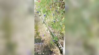 Vợ Slade Tuyết Mai bị thg học sinh chs ngay sau trường học trên đường