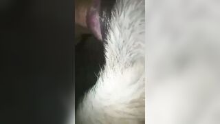 đụ chó dính lẹo
