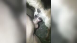 đụ chó dính lẹo