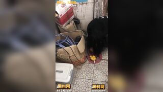 [Bắt nạt] Tội em học sinh vú to bị đám súc vật đánh lột sạch đồ làm nhục