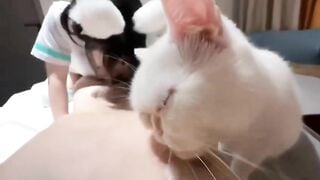 hắn có tận 2 bé mèo phục vụ! vua chúa cũng k được như hắn!