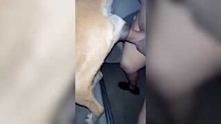 địt chó trên xe