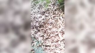 Phát hiện cụ già dẫn cháu gái lên rừng rồi địt
