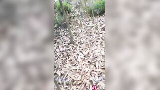 Full clip Phát hiện cụ già dẫn cháu gái lên rừng địt