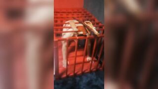 Nhốt con chó vào chuông. địt mẹ không ngoan tao cắt buồi ngay.