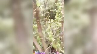 Phát hiện ông chú u40 dẫn cháu gái lên rừng địt ko bao