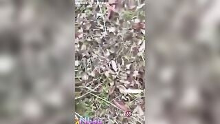 Phát hiện ông chú u40 dẫn cháu gái lên rừng địt ko bao
