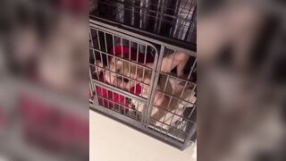 Biến con chó cái thành bồn chứa tinh thèm địt dâm đãng