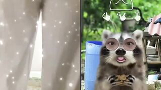 my thỏ trả kèo tiktok