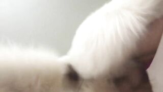 Đụ nhau với con chó