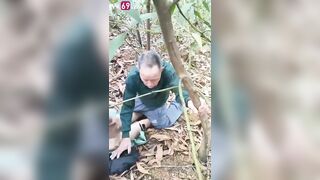 Cụ ông trâu già gặm cỏ non public trong rừng