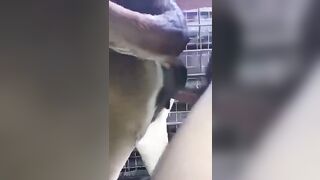 Đi chăn bò, bò không đi lấy cái dùi cui chọc đít bò