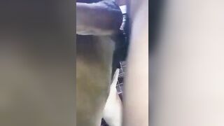 Đi chăn bò, bò không đi lấy cái dùi cui chọc đít bò