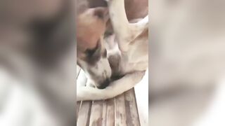 Cu. Bự và con chó yêu quý
