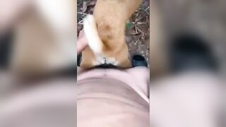 Dắt chó đi lấy đực