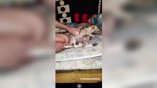 Anh trai che cửa sổ lại chịch em chó cái