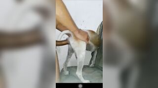 Cặc bự chịch chó