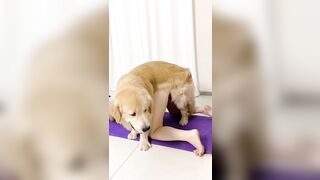 Em gái ở nhà một mình nứng lồn quá kêu chó ra cho liếm lồn rồi cho địt luôn sướng vl