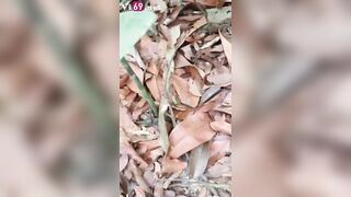 Dụ dỗ em nữ sinh ngoan vâng lời khi anh đưa em vô rừng để chịch Phần 1