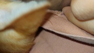 Tiếng mèo lofi chill dễ thương