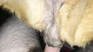 Nhân giống chó lai người